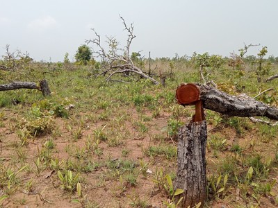 Đắk Lắk: Gần 400 ha rừng bị tàn phá! (Bài 2)
