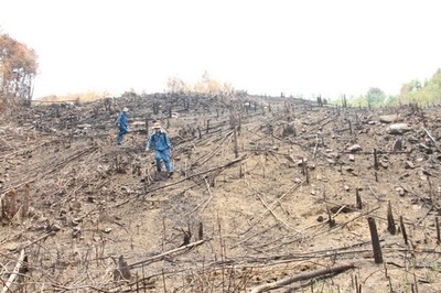 Đắk Lắk: Lập hồ sơ điều tra, xử lý các vụ phá rừng quy mô lớn