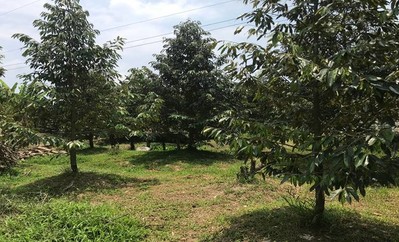 Cần Thơ: Xã Trường Long huyện Phong Điền nhân rộng mô hình trồng sầu riêng hiệu quả