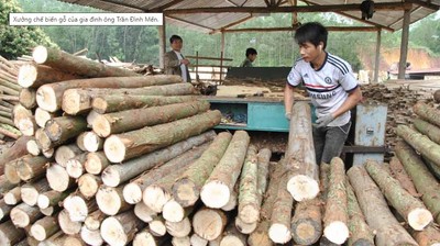 Bắc Giang: Khai thác gỗ trái phép, 4 cá nhân bị xử phạt 484 triệu đồng