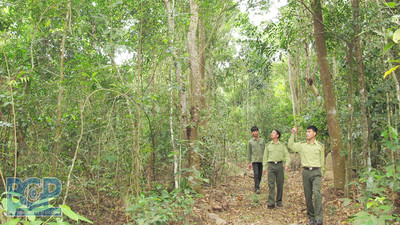 Bắc Giang: Tăng cường các biện pháp nhằm ngăn chặn tình trạng phá rừng