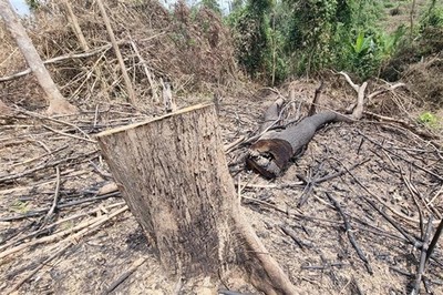 Vụ phá rừng ở Đakrông: Trên 18,6ha rừng tự nhiên bị chặt hạ