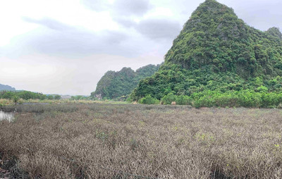 Quảng Ninh: Sớm làm rõ chủ sở hữu đối với gần 5ha rừng ngập mặn bị chết