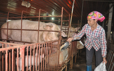 Hội Chăn nuôi Việt Nam kiến nghị Thủ tướng chỉ đạo sắp xếp lại 2 Cục Chăn nuôi và Cục Thú y