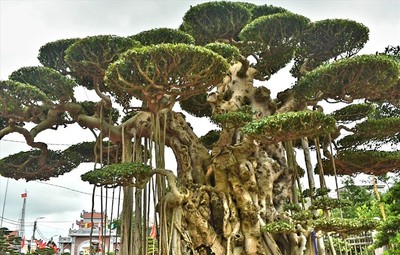 Đến triển lãm cây lớn nhất Thái Bình ngắm "Đại thế vân tùng" có 1 không 2