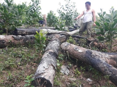 Sơn Động (Bắc Giang): Quản lý chặt hoạt động chế biến gỗ