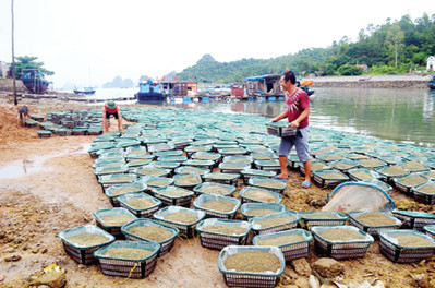 Quảng Ninh: Chú trọng chất lượng phát triển thủy sản bền vững