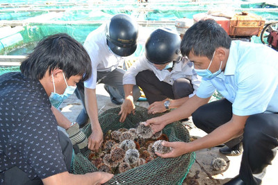 Lý Sơn (Quảng Ngãi): Nhiều tín hiệu tích cực trong bảo vệ hệ sinh thái ven biển