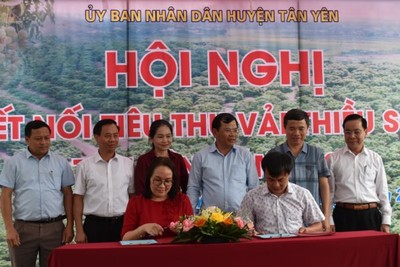 Bắc Giang tổ chức Hội nghị kết nối tiêu thụ vải thiều sớm Tân Yên năm 2022