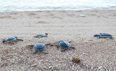Khu Bảo tồn biển Lý Sơn tiếp nhận và thả cá thể rùa xanh quý hiếm về biển an toàn