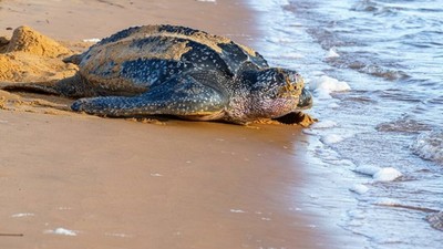 Campuchia bảo tồn loài rùa mai mềm trong danh sách cực kỳ nguy cấp