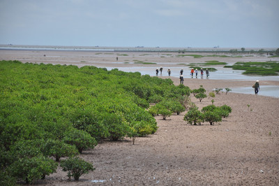Nghiên cứu trữ lượng các bon tích lũy của rừng ngập mặn trồng ven biển huyện Kim Sơn, tỉnh Ninh Bình