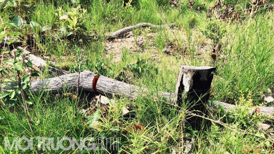 Gia Lai: Rừng tự nhiên tại xã Ia Mơ đang bị triệt hạ