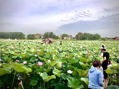Chìm đắm trong không gian dịu mát của mùa sen ở Quang Châu, Việt Yên, Bắc Giang