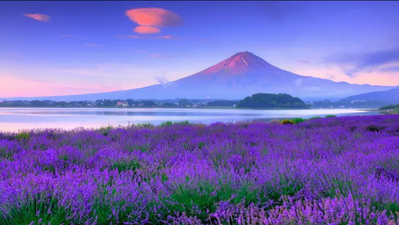 Đắm chìm trong vườn hoa oải hương đẹp nhất Nhật Bản