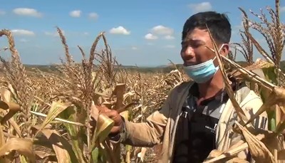 Đắk Nông: Hàng trăm héc ta ngô ở Đắk Mil, thiệt hại bất thường?