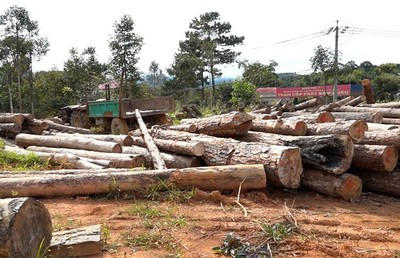Lâm Đồng: Khởi tố nhiều cán bộ tiếp tay phá rừng