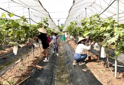 Hè về - thăm vườn nho Hạ Đen xanh mát, trĩu quả ở Tân Yên, Bắc Giang