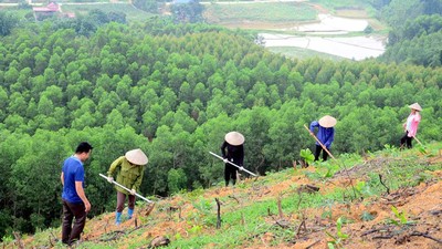 Bắc Giang: Diện tích rừng trồng và cây phân tán tăng mạnh