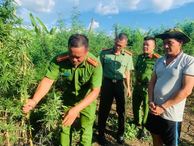 Đắk Lắk: Công an huyện Ea H’Leo xử lý nghiêm đối tượng trồng cây cần sa