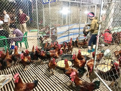 Náo nhiệt chợ gà họp đêm ở Tân Yên, Bắc Giang