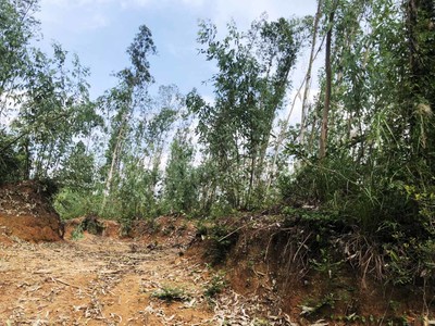 Quảng Ngãi: Đất rừng Giông Tranh bị chiếm dụng trái phép? (Bài 3)