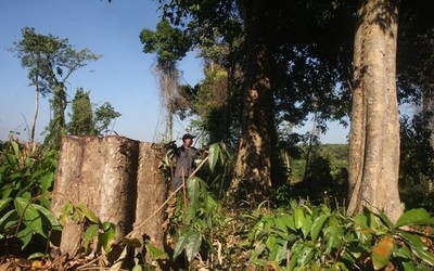 Đồng Nai: Kiểm tra khu vực trồng rừng thay thế các dự án trọng điểm