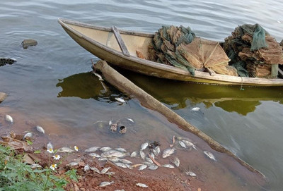 Quảng Ngãi: Nguyên nhân cá rô phi chết bất thường ở sông Châu Me Đông