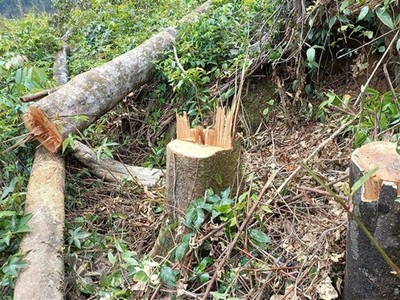 Bình Định: Điều tra hành vi phá rừng, lấn chiếm đất rừng tại Phù Mỹ