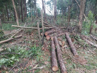 Lâm Đồng: Phát hiện vụ phá rừng trái pháp luật tại xã Lộc Phú