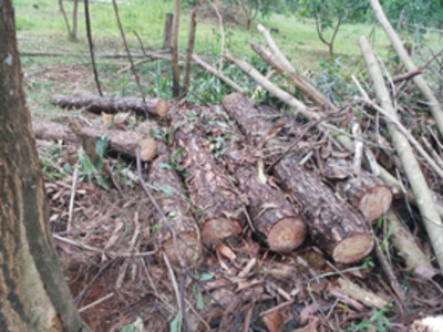 Lâm Đồng: Phê bình lãnh đạo xã vì thiếu phối hợp xử lý việc lấn, chiếm đất rừng