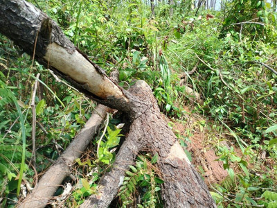 200 cây thông bị khoan lỗ, nghi dùng chất hóa học “đầu độc”