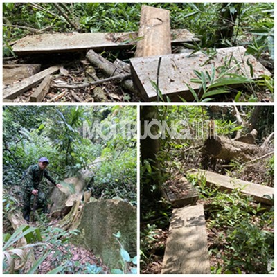 Quảng Bình: Vụ chặt phá rừng nguyên sinh, chuyển hồ sơ cơ quan Cơ quan điều tra (Bài 2)