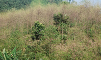 Yên Bái: Sâu xanh phá tan tành rừng bồ đề