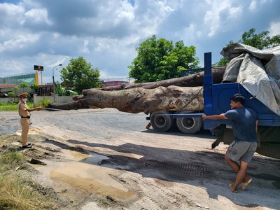 Đồng Nai: Xử lý nghiêm xe chở gỗ quá khổ quá tải gây mất an toàn giao thông