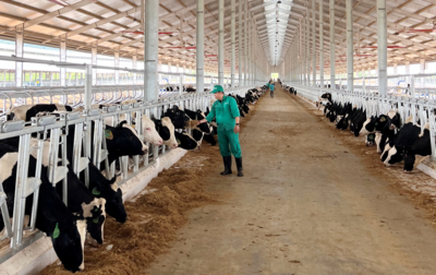 Vinamilk nhập đàn bò sữa 1000 con từ Mỹ về trang trại bò sữa Lao-Jagro tại Lào