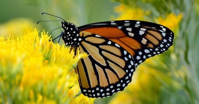 Sách đỏ IUCN bổ sung bướm vua di cư vào danh mục loài nguy cấp