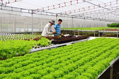 Thuận Thành tích tụ 431 ha ruộng đất phát triển nông nghiệp sạch