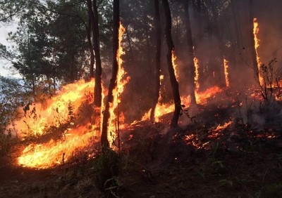 Nghệ An cảnh báo cháy rừng các khu vực từ cấp 4 trở lên
