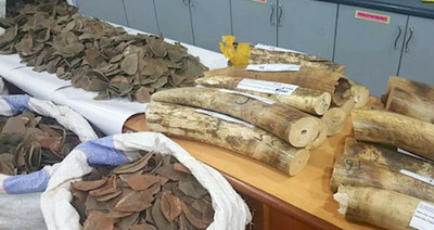 Ba “trùm” buôn lậu động vật hoang dã người Việt sa lưới tại Nigeria