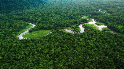 Công bố hiện trạng rừng toàn quốc năm 2021