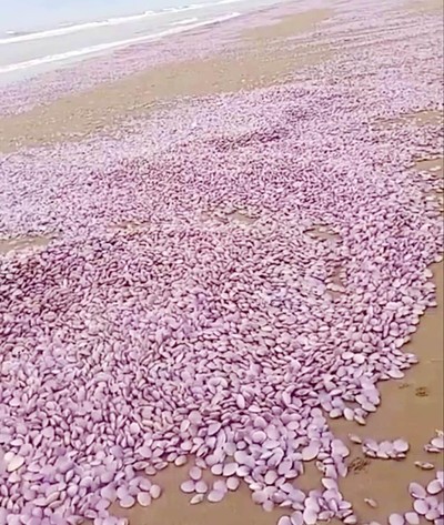 Thanh Hóa: Xuất hiện hàng tấn ngao chết trôi dạt, chất đống dọc bờ biển