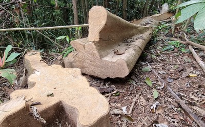 Quảng Trị: Tiếp tục xảy ra tình trạng chặt phá rừng ở huyện miền núi Đakrông