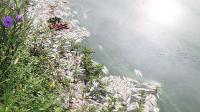 TP Bắc Giang: Cá chết hàng loạt ở hồ Khuôn viên Bách Việt gây ô nhiễm môi trường