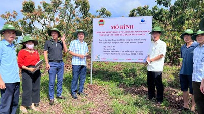Bắc Giang: Hướng dẫn sử dụng phân bón lá hữu cơ trên vải thiều