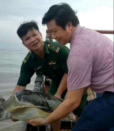 Thái Bình thả cá thể rùa biển về môi trường tự nhiên