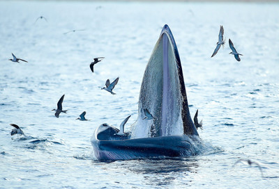 Cá voi xuất hiện tại biển Đề Gi (Bình Định) là loài động vật hoang dã quý hiếm