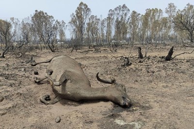 Cháy rừng thiêu rụi 10.000 ha khu dự trữ sinh quyển El Kala ở Algeria