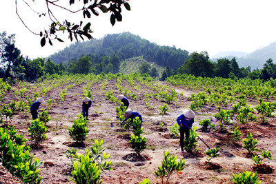 Quảng Ninh đảm bảo kế hoạch trồng rừng