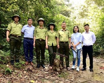 Bắc Giang: Thả Khỉ đuôi lợn về rừng tự nhiên Tây Yên Tử, huyện Sơn Động